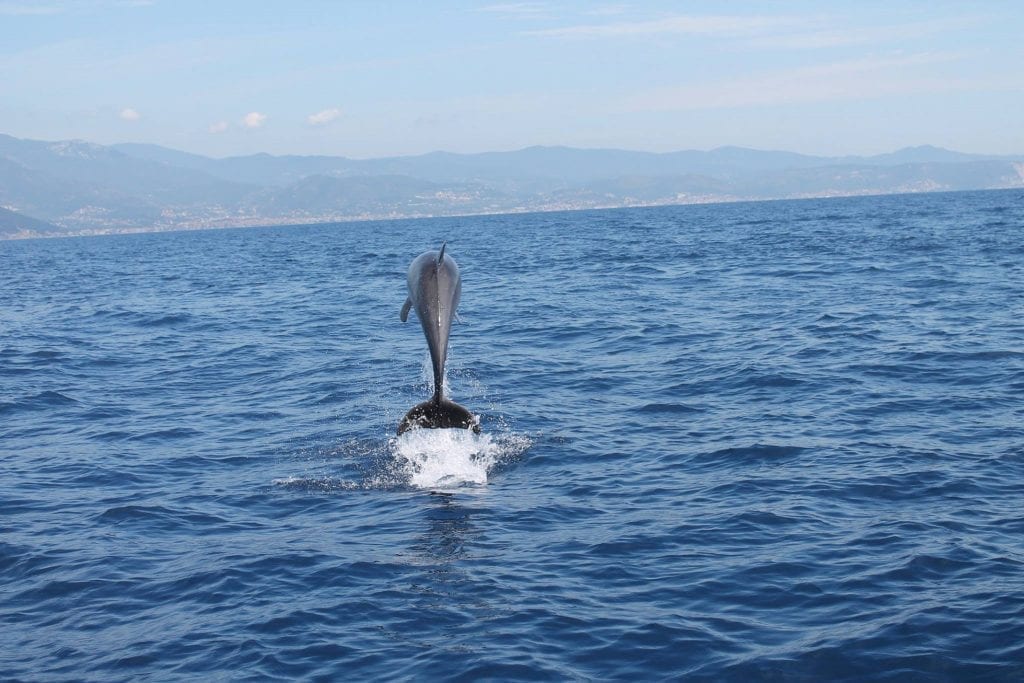 Delfino