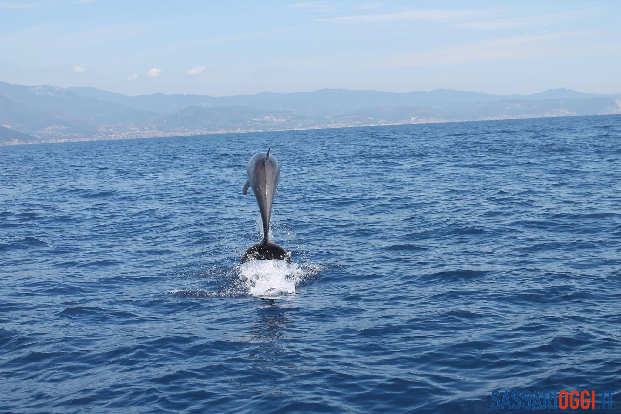 Delfino