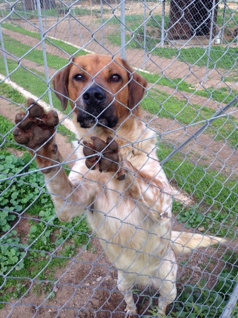 anagrafe canina sassari