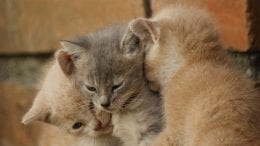 Gatti