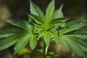 cannabis sassari