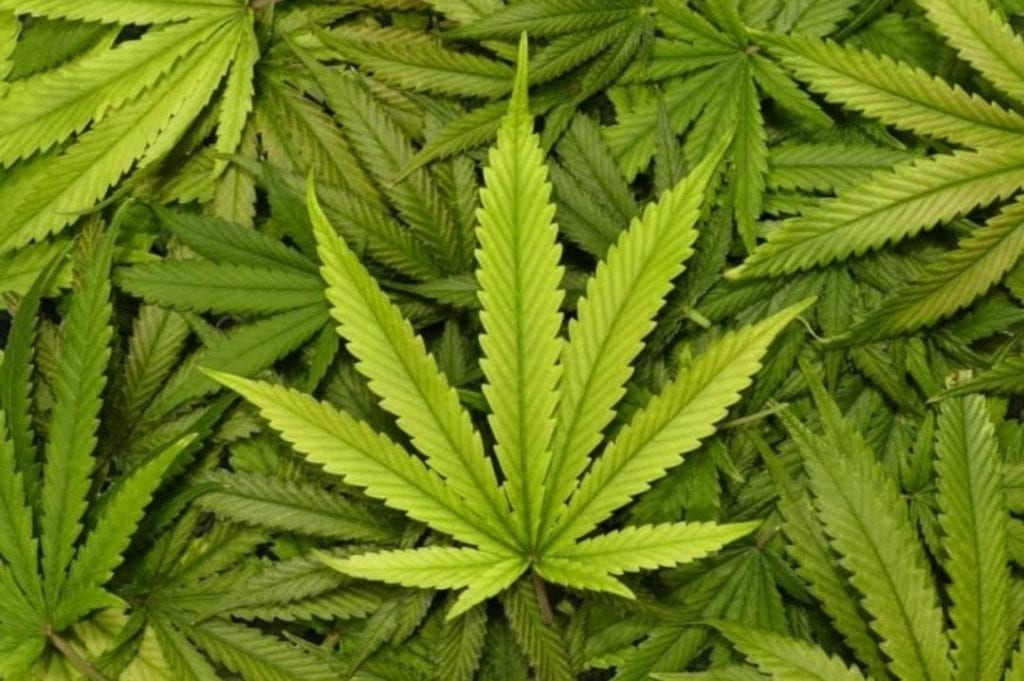marijuana