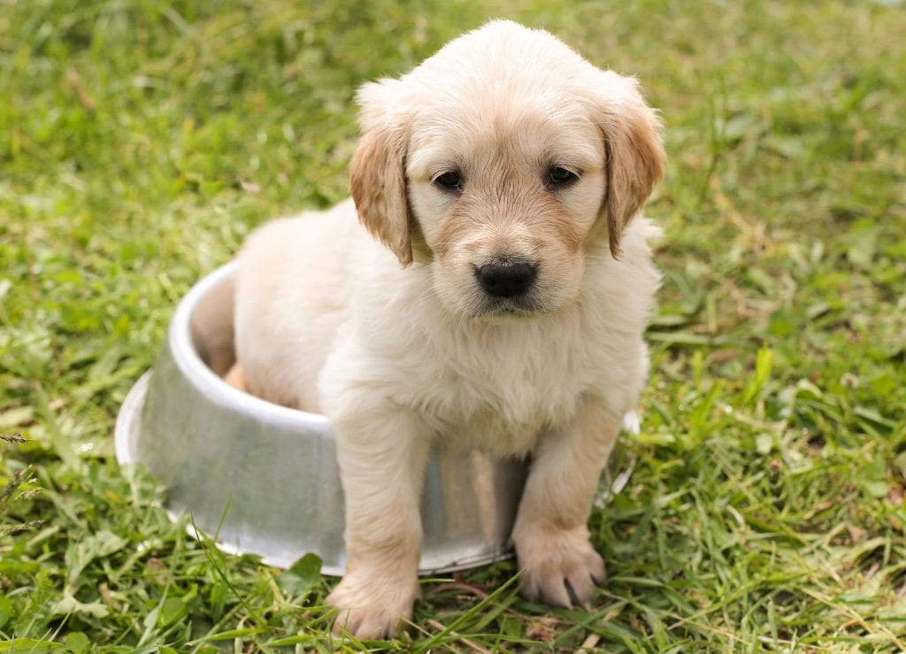 Cane