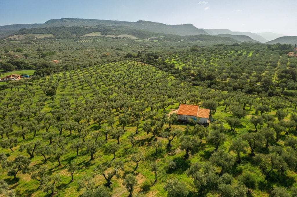 Accademia Olearia