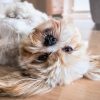 cani anagrafe canina sassari