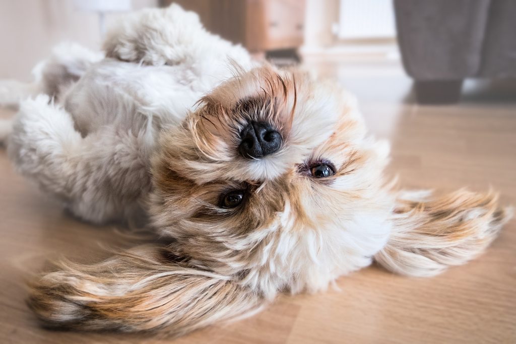 cani anagrafe canina sassari