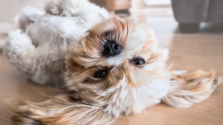 cani anagrafe canina sassari