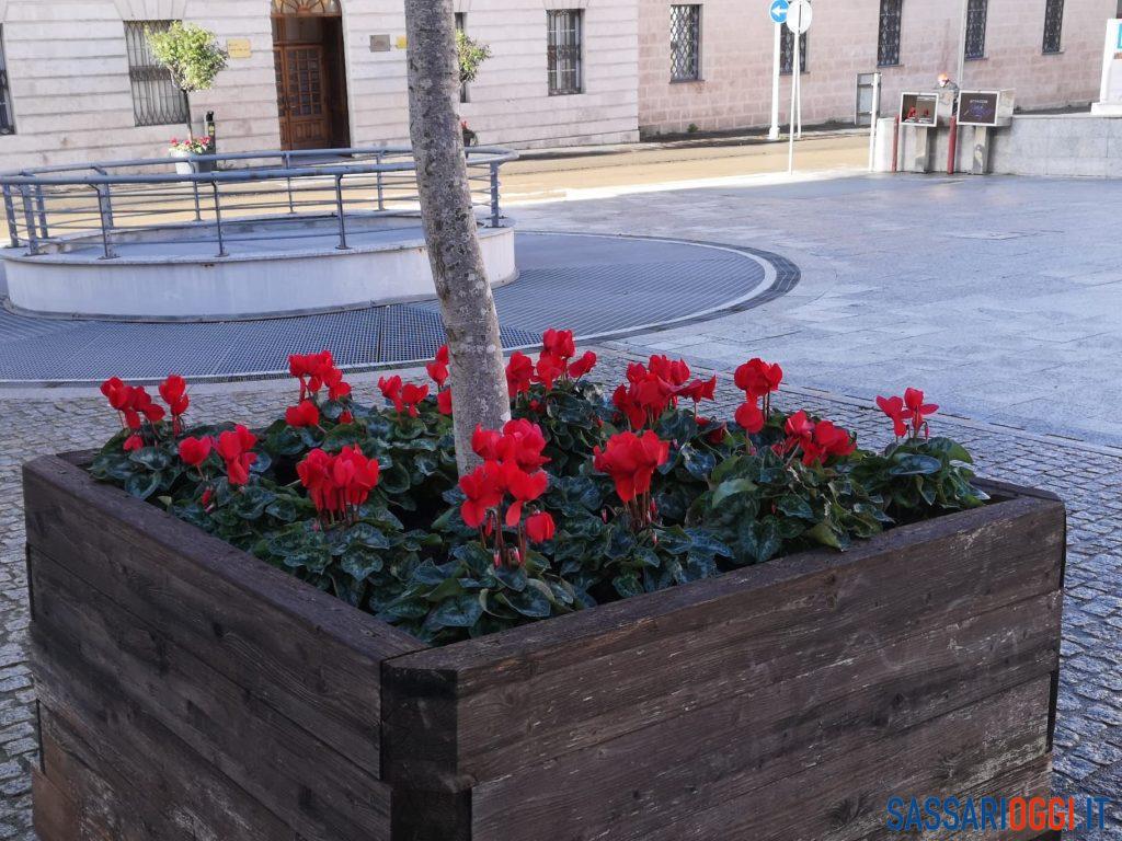 Fiori piante Sassari