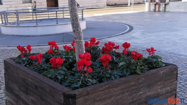 Fiori piante Sassari