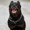 Cane, rotweiller