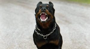 Cane, rotweiller