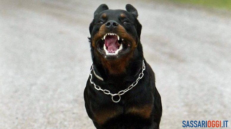 Cane, rotweiller