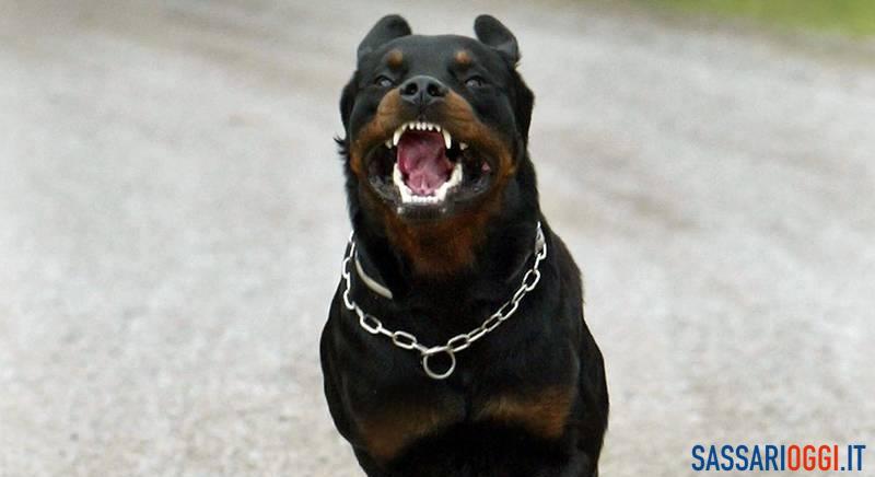 Cane, rotweiller