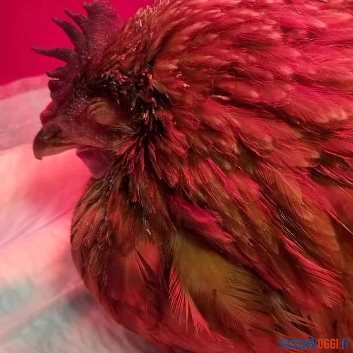 gallina Sassari