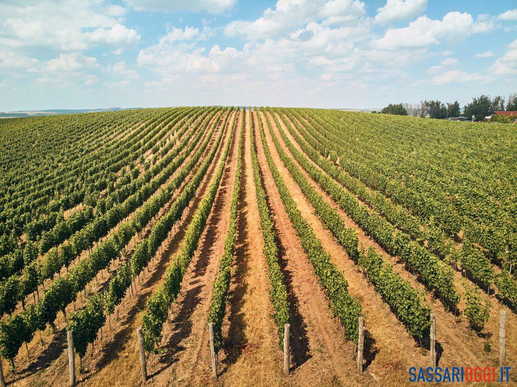 aziende agricole
