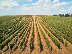 aziende agricole