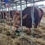 bovini ozieri altri comparto bovino sardegna