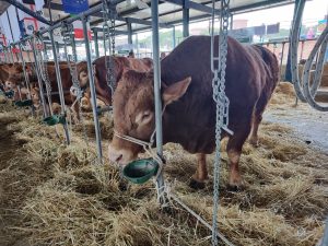 bovini ozieri altri comparto bovino sardegna