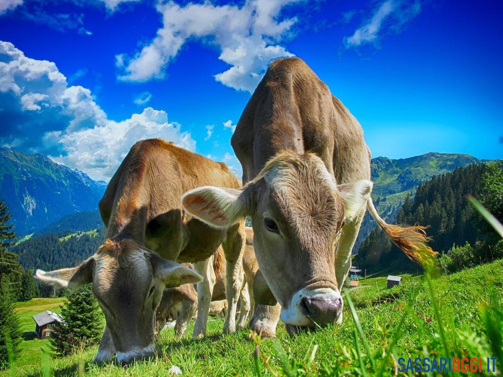 carni bovine