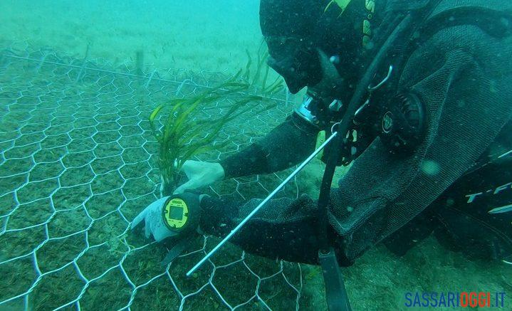 posidonia Porto Torres