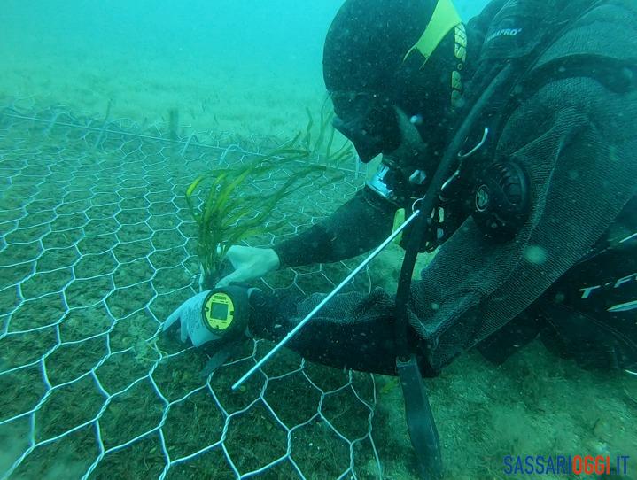 posidonia Porto Torres
