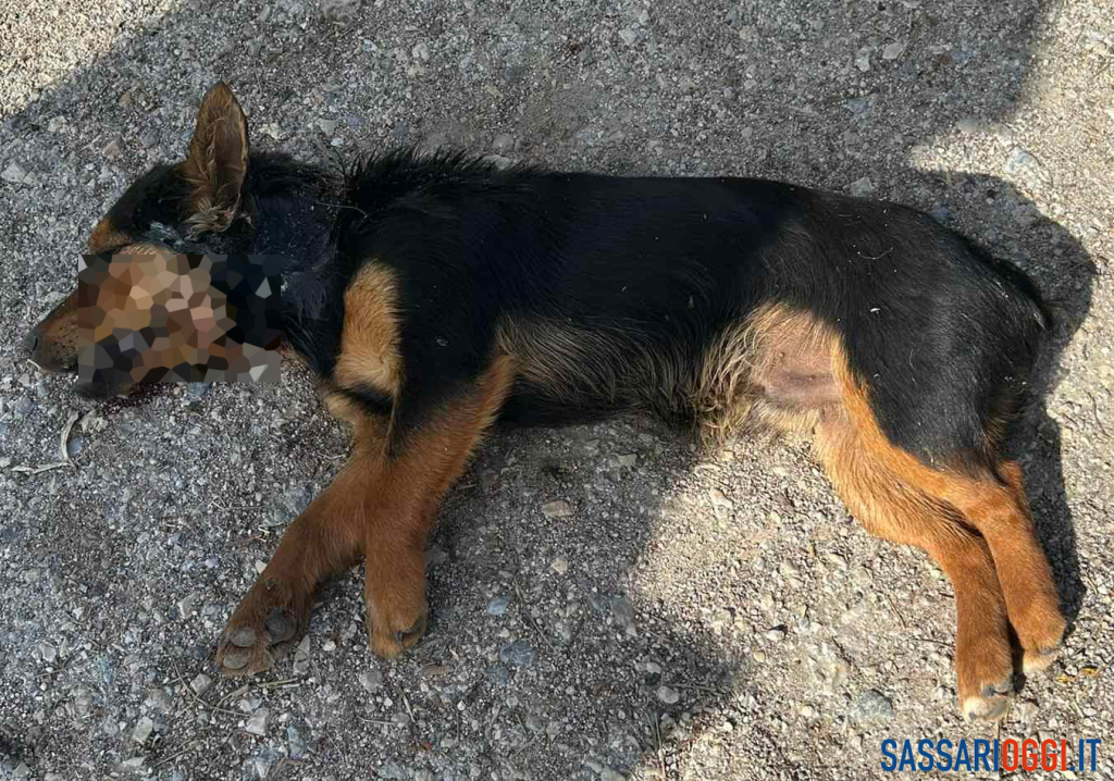 cagnolino Alghero