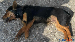 cagnolino Alghero