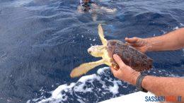 tartaruga Asinara