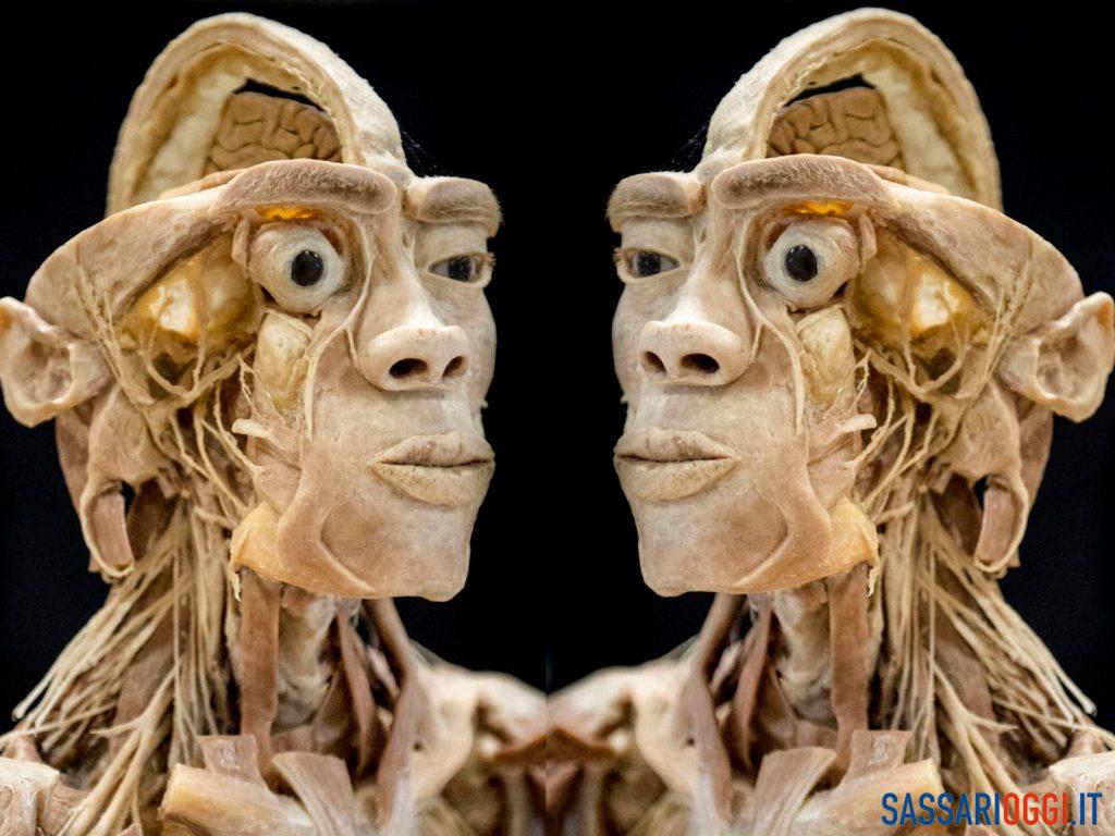 Real Human Bodies