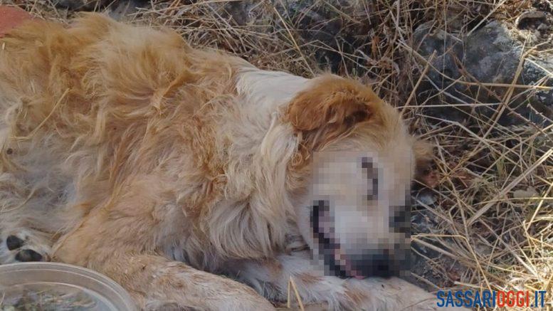 cane Sassari