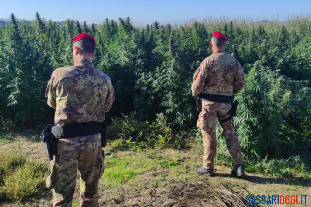 cannabis Ozieri