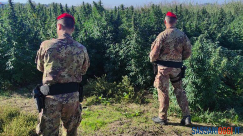 cannabis Ozieri