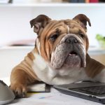 anagrafe canina sassari bono