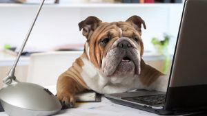 anagrafe canina sassari bono