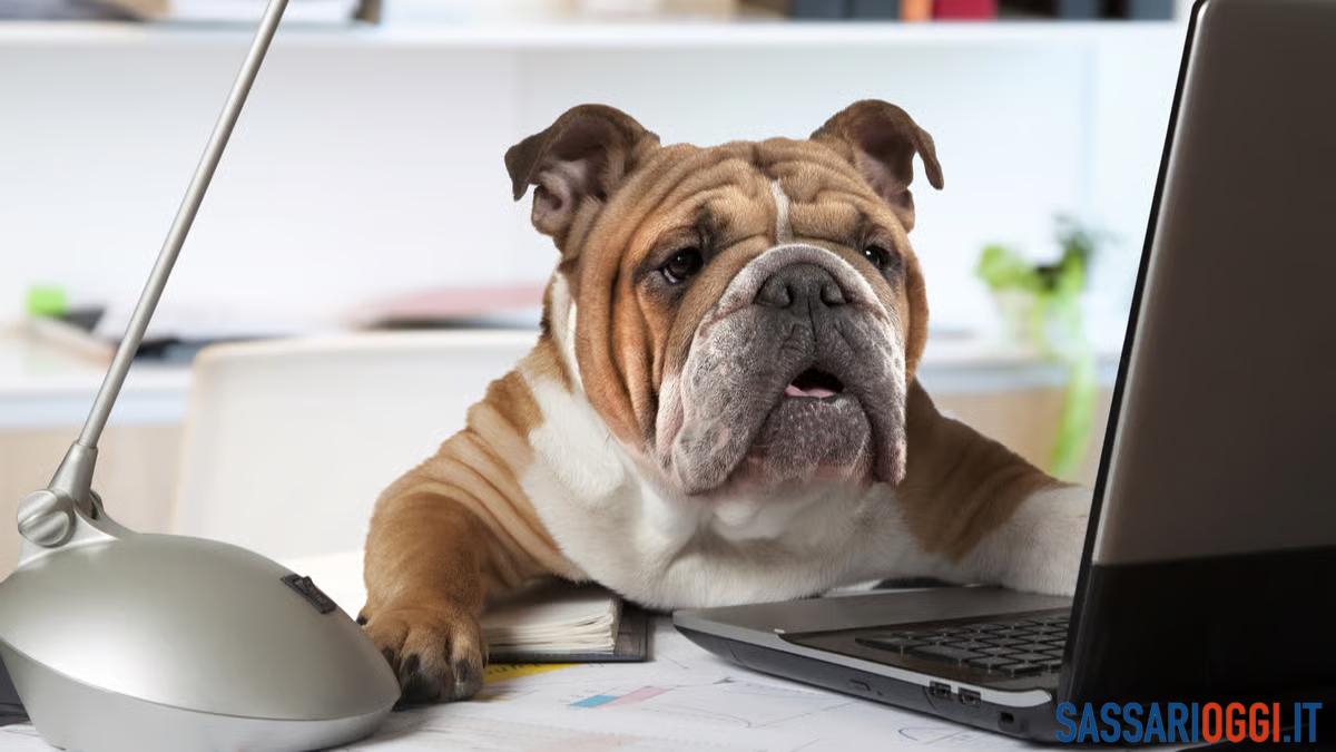 anagrafe canina sassari bono