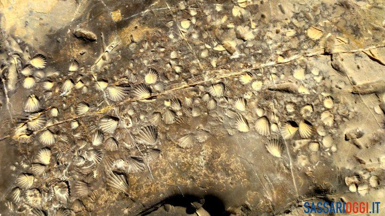 conchiglie fossili alghero