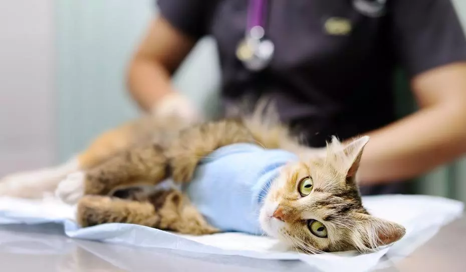 gatta sterilizzata sassari