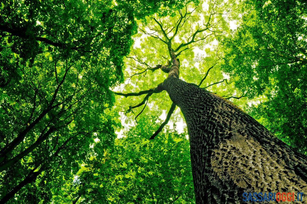 alberi sassari