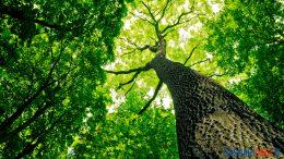 alberi sassari