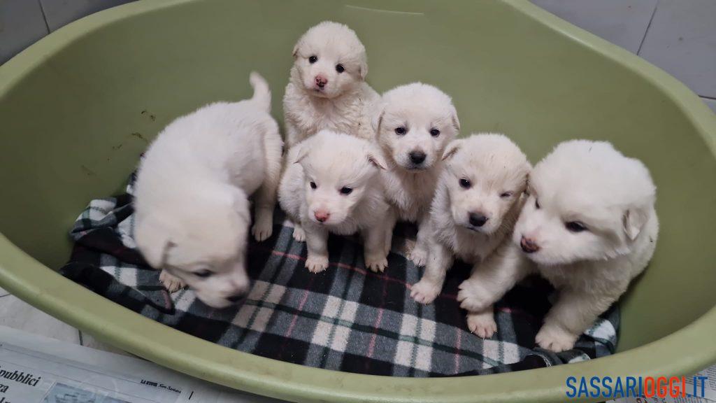 cuccioli Sassari