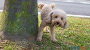 Pipi cane