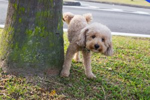Pipi cane