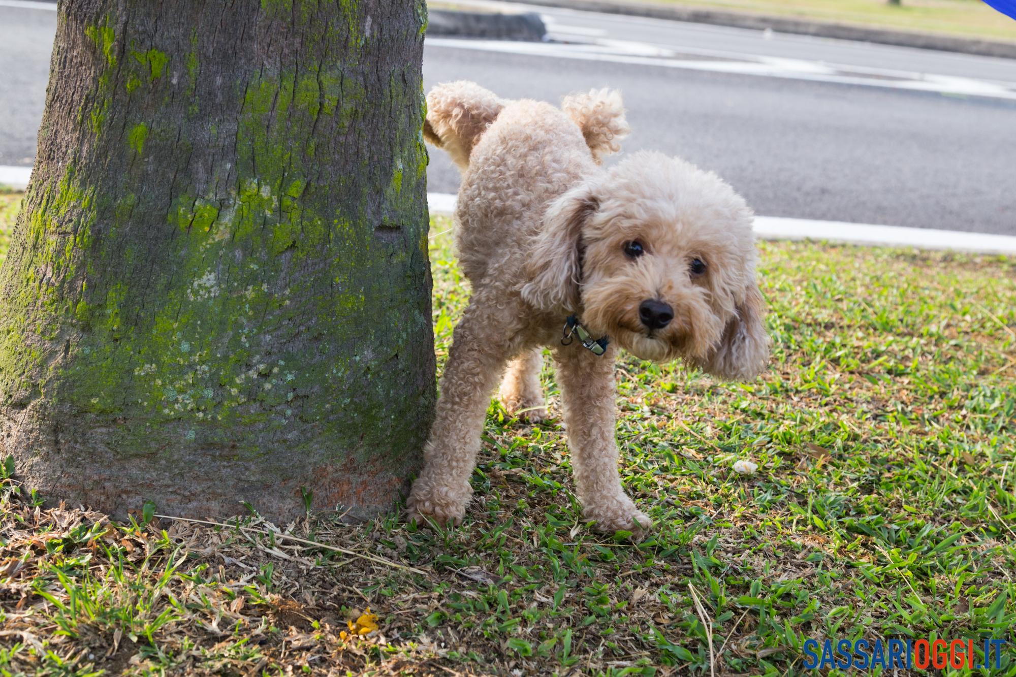 Pipi cane