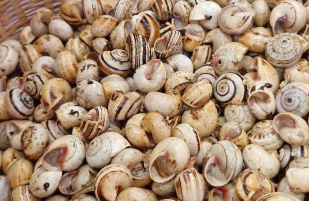 lumache sassari