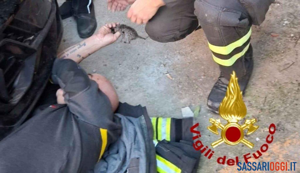 Salvati quattro gattini incastrati in un'auto a Sassari