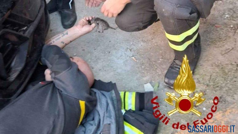 Salvati quattro gattini incastrati in un'auto a Sassari
