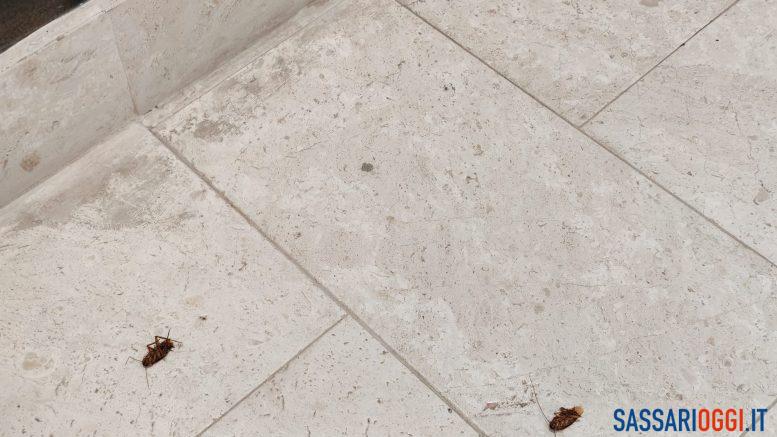 Emergenza blatte a Sorso, raccolta firme per la disinfestazione