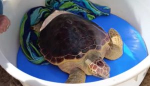 La tartaruga Cristina torna libera nel mare di Castelsardo