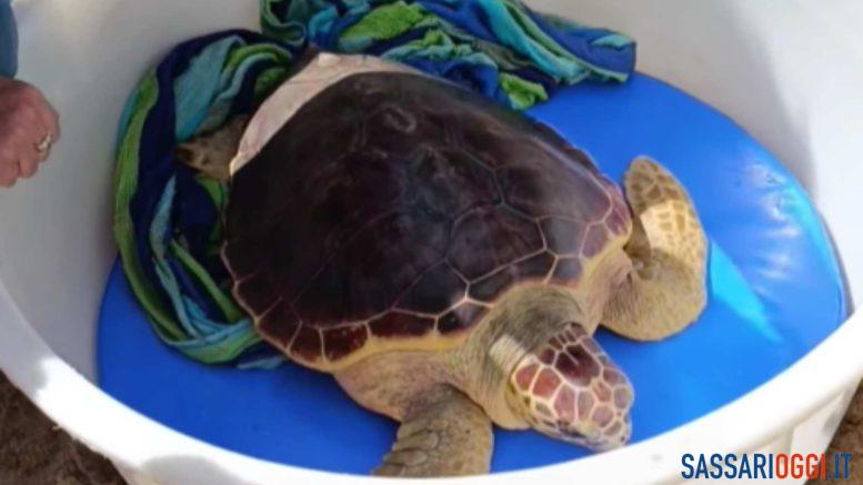 La tartaruga Cristina torna libera nel mare di Castelsardo