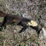 Orrore a Sorso, furetto trovato impiccato in una campagna